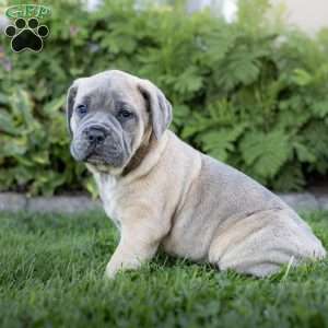 Ivanka, Cane Corso Puppy